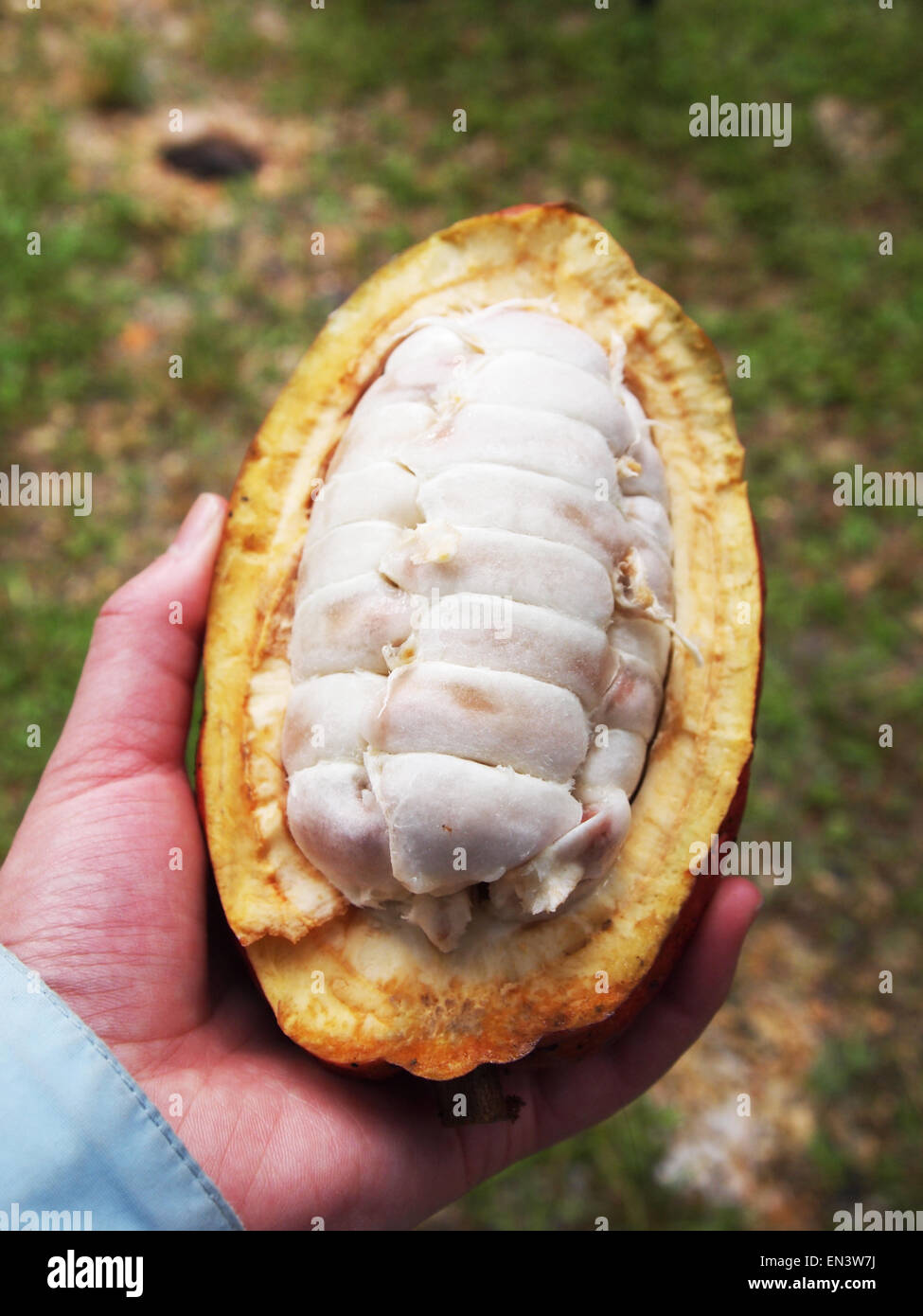 Acheteur independant - cacao marchand autour de Mbalmayo