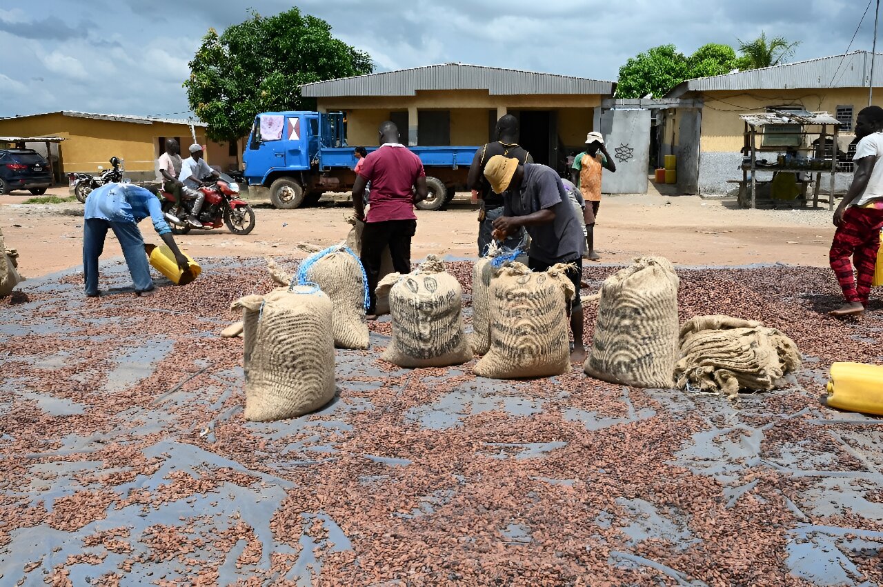 Cooperative des Producteurs de Cacao du Sud
