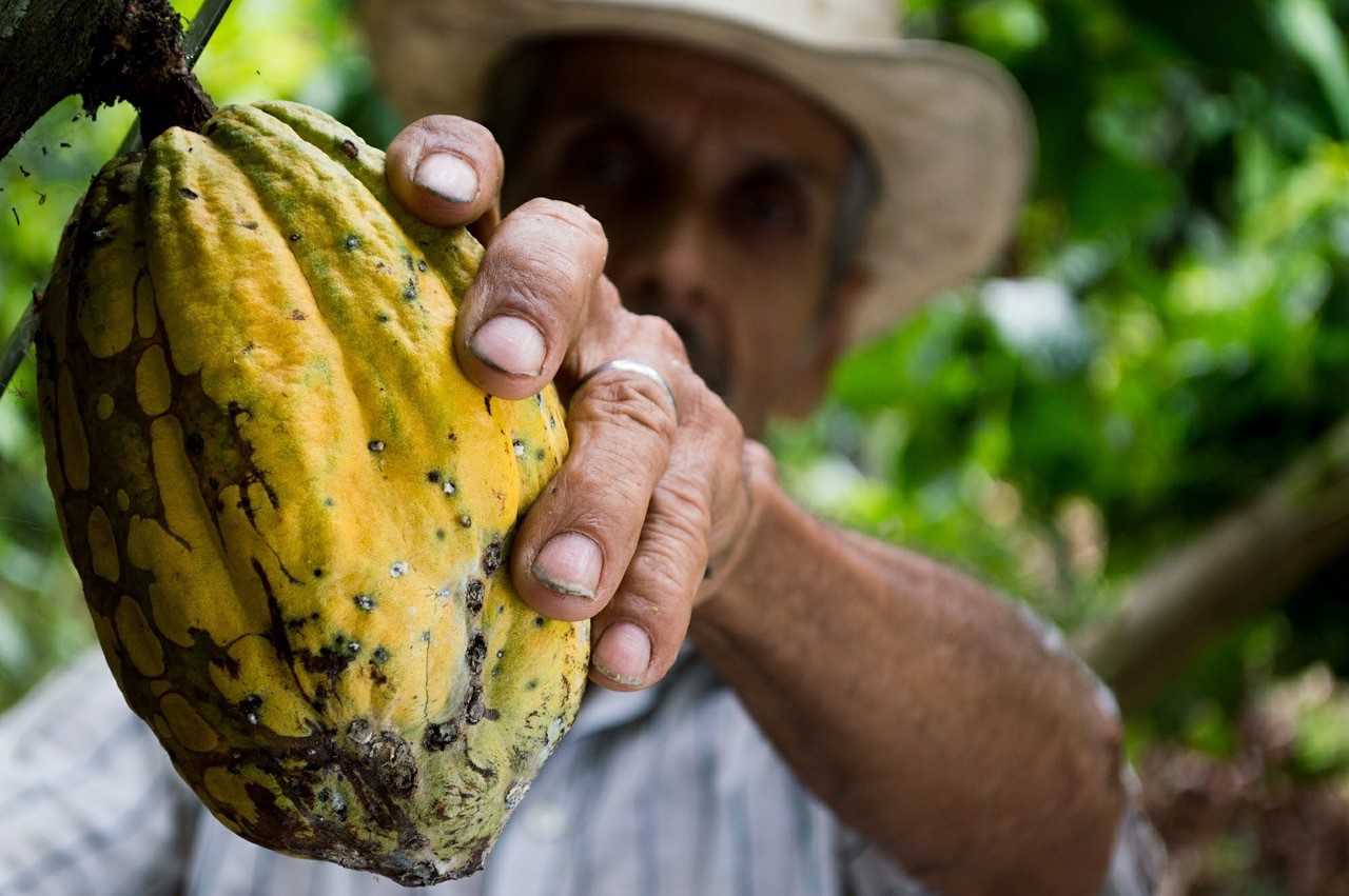 Recherche jeunes pour défrichage - saison cacao