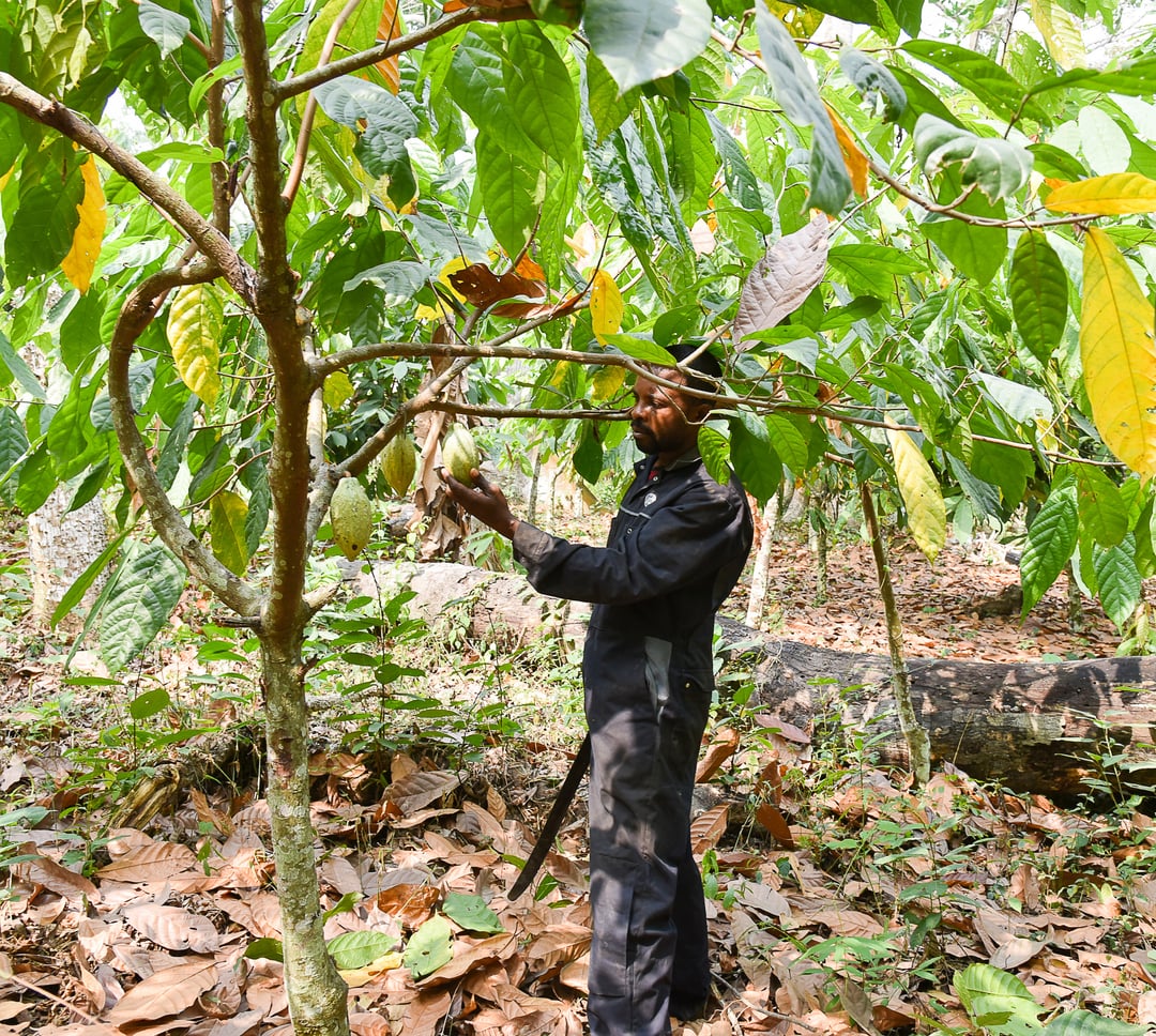 Le Complet Du cacaoculteur